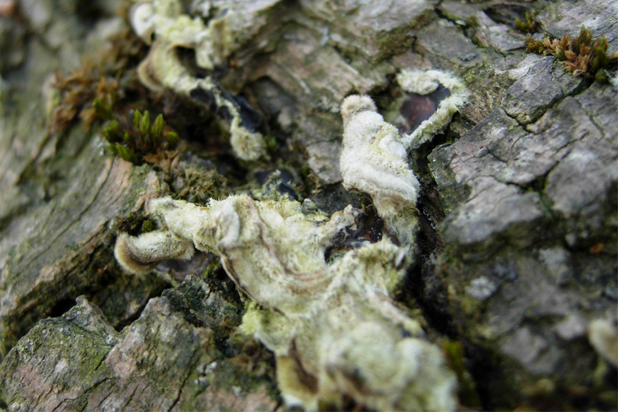 tanti funghi